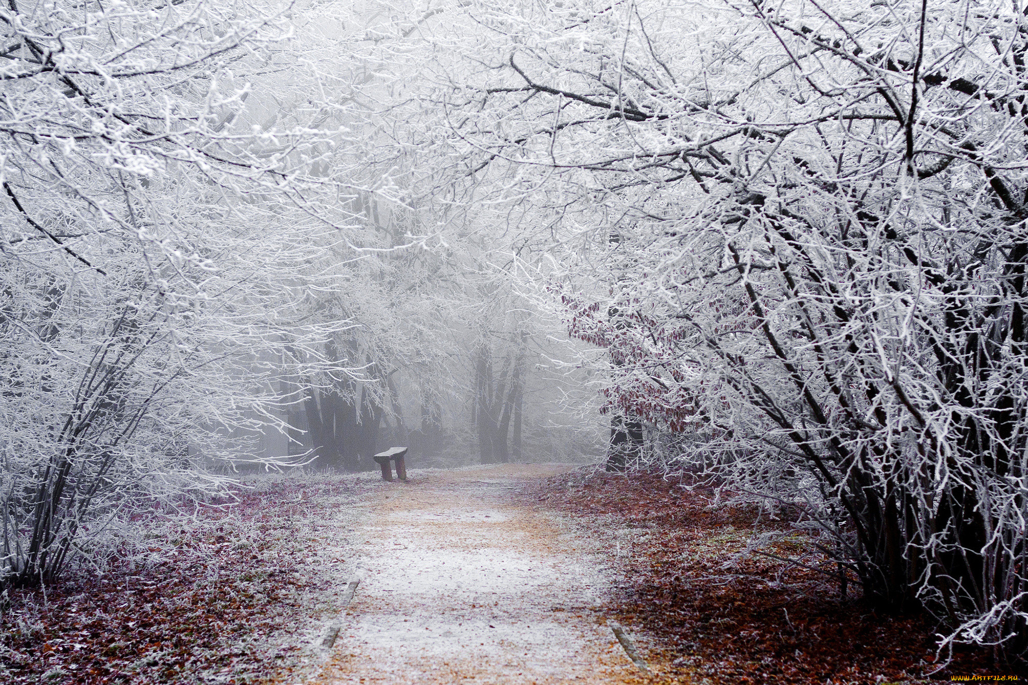 , , winter, snow, shop, park, track, branches, nature, road, trees, bench, frost
